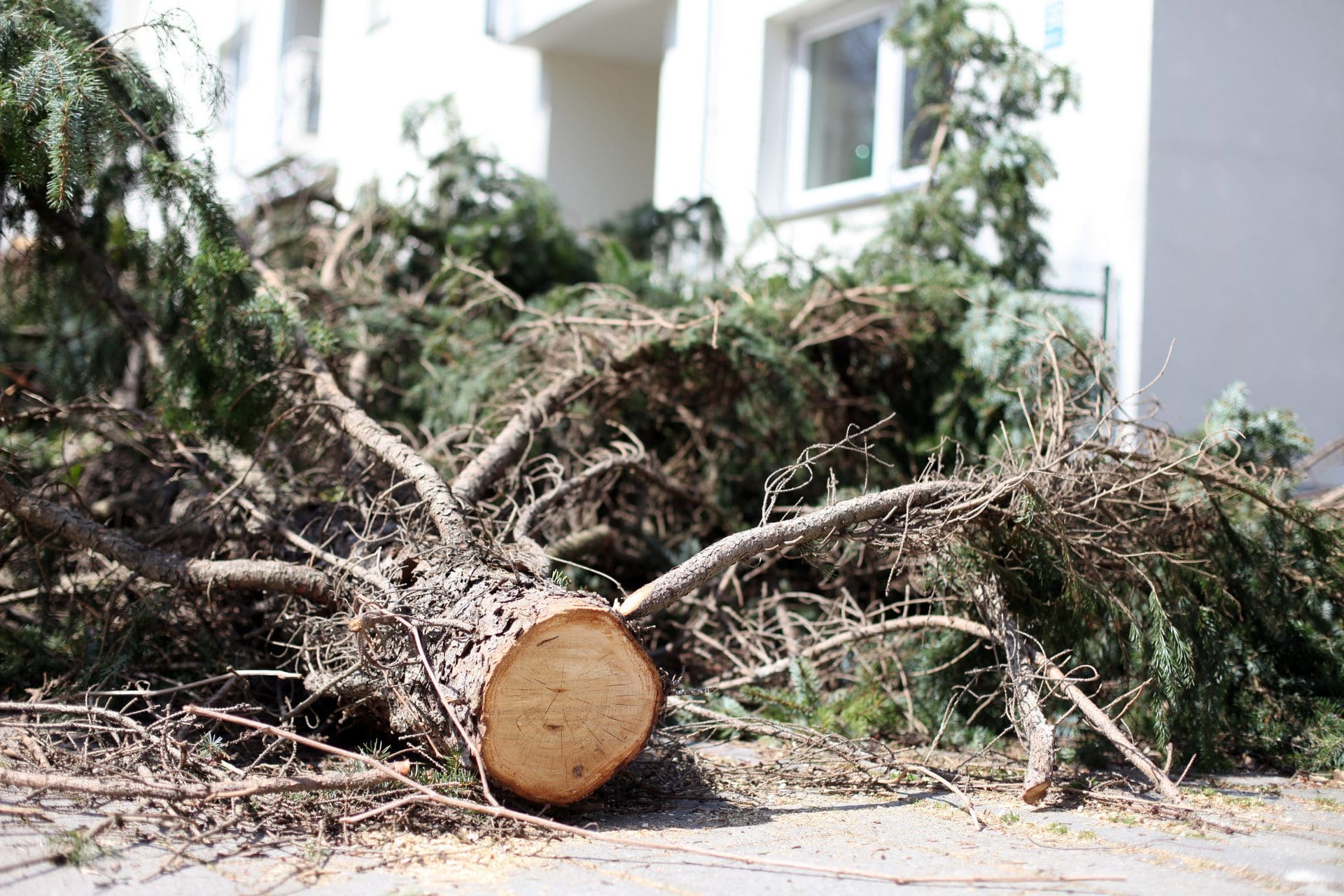 Wer zahlt, wenn bei einem Unwetter (z.B. Orkan) der Wind Bäume auf dem Grundstück ausreißt, Zäune und Gartenhaus beschädigt werden etc? (© Peter Atkins / stock.adobe.com)