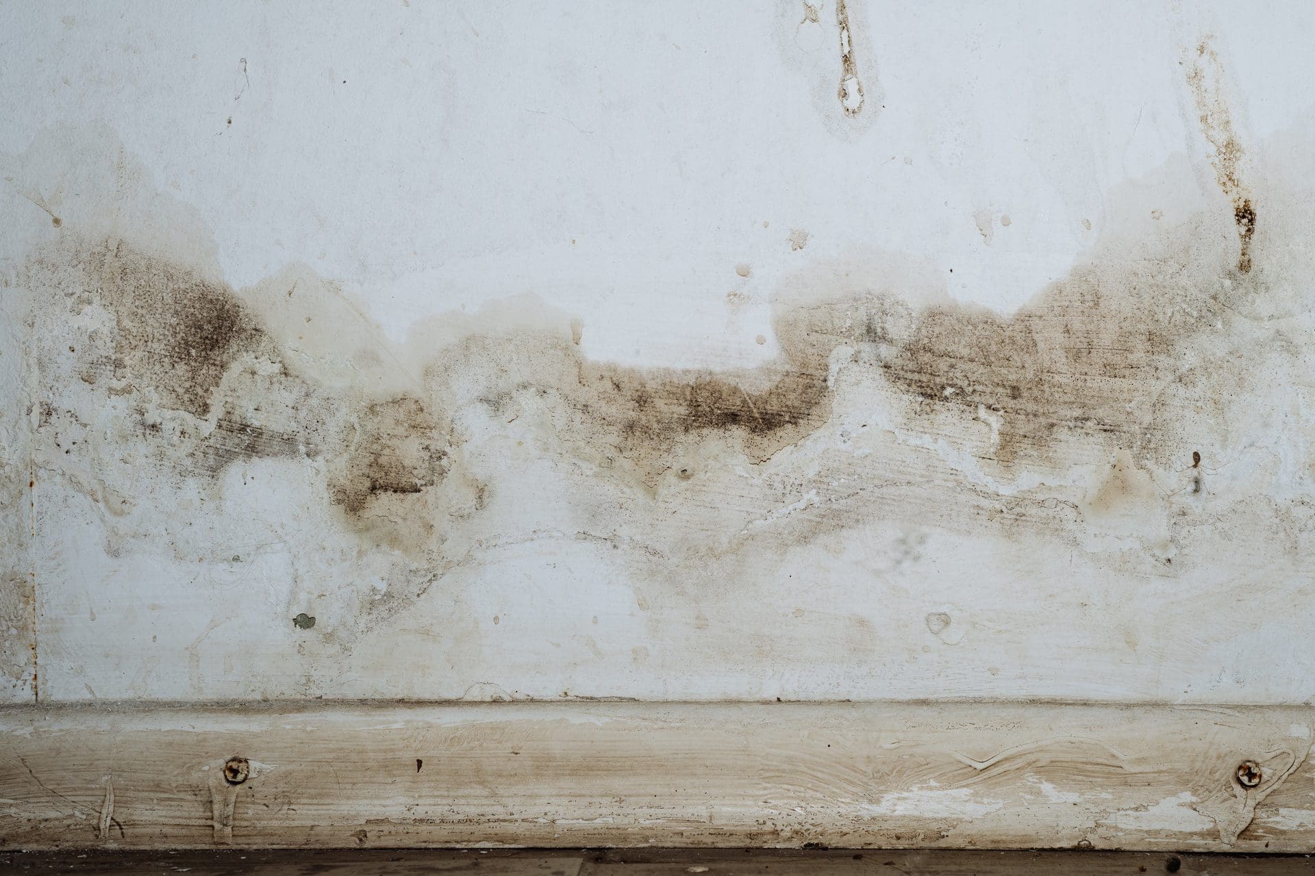 Dunkle Flecken und weißer Schimmel im Keller - oder sind es teilweise auch Ausblühungen von Salzen aus dem Mauerwerk?! (© filins / stock.adobe.com)