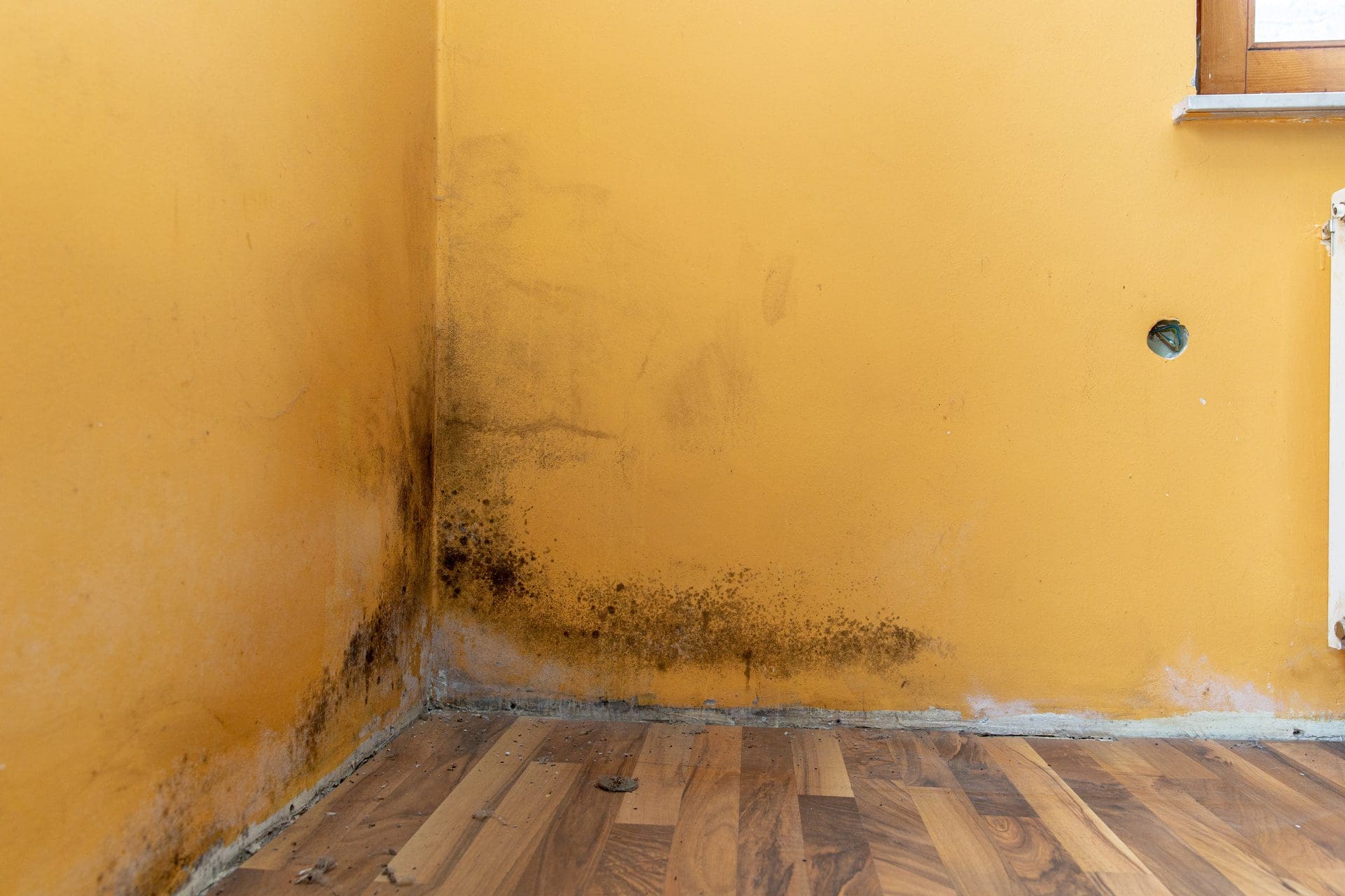 Feuchtigkeitsschäden an der Wand innen im Haus - Schimmel (© urbans78 / stock.adobe.com)