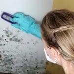 Grüner Schimmel an der Wand | Woher kommt er, und wie entfernen? (© RioPatuca Images / stock.adobe.com)