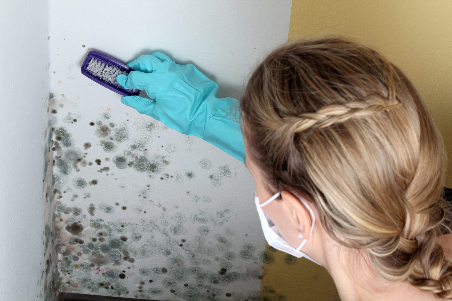 Grüner Schimmel an der Wand | Woher kommt er, und wie entfernen? (© RioPatuca Images / stock.adobe.com) Grüner Schimmel an der Wand | Woher kommt er, und wie entfernen? (© RioPatuca Images / stock.adobe.com)