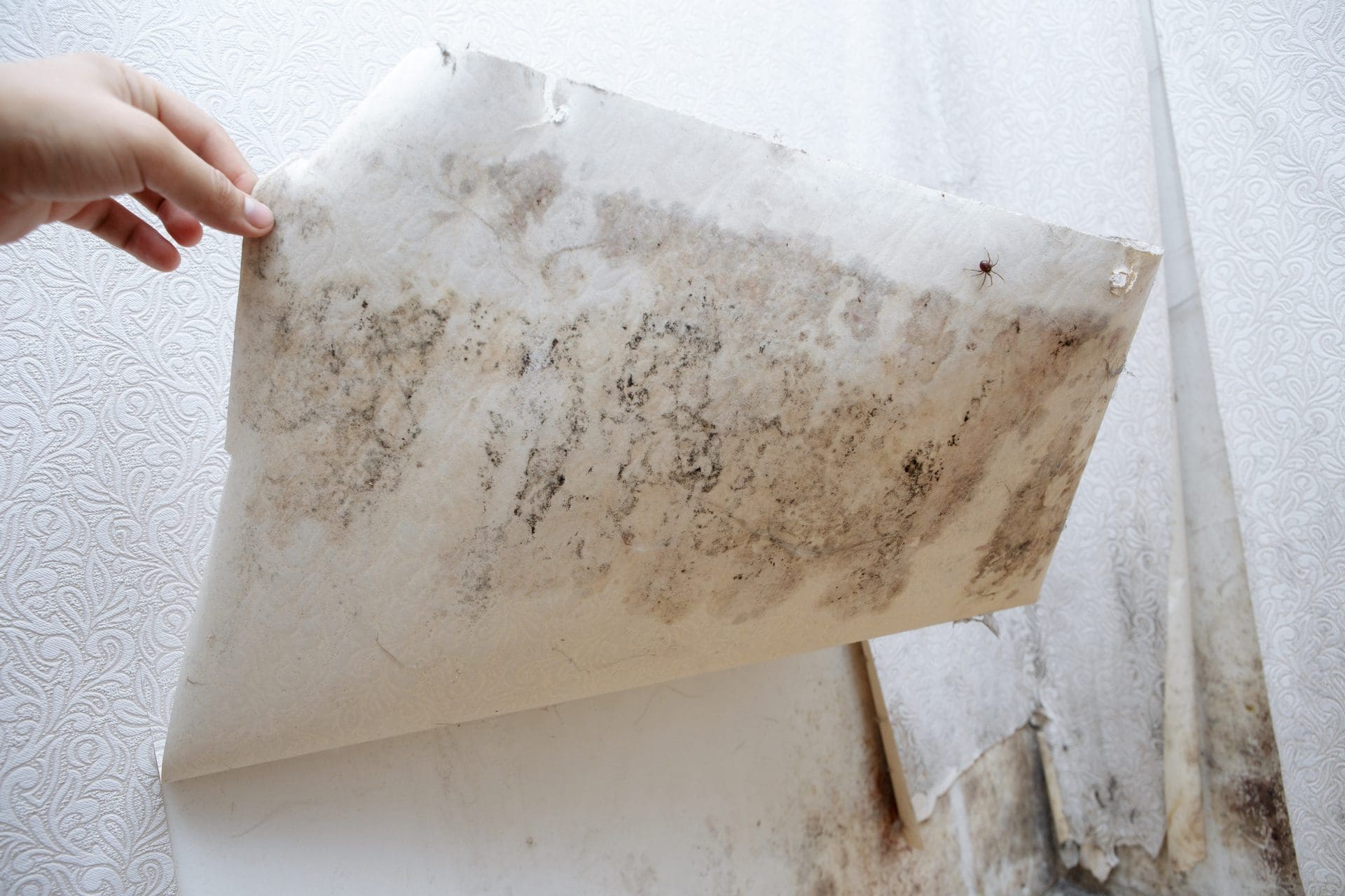 Hausschimmel beseitigen - hier Schimmel an Wand und Tapete (© burdun / stock.adobe.com)