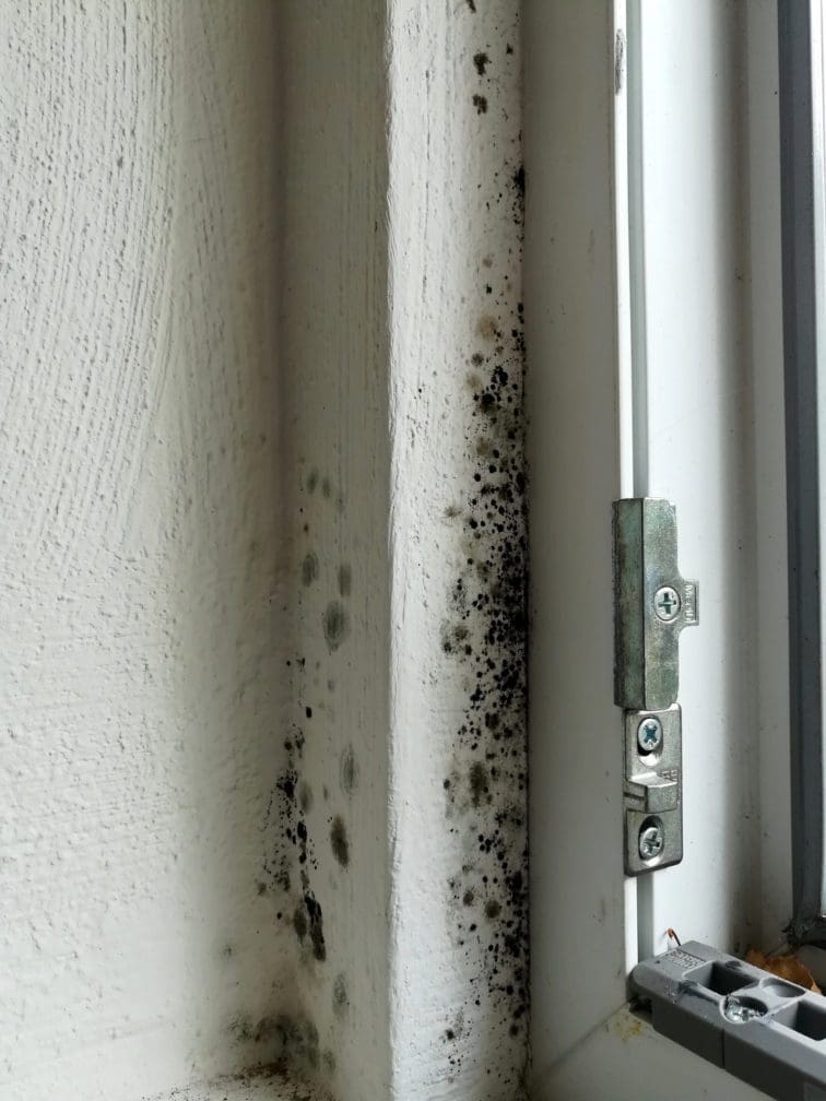 Schimmel am Fenster und in Fensterfugen