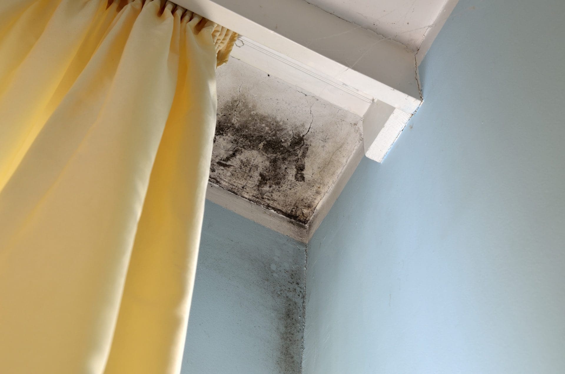 Schimmel an Decke hinter Vorhang - schlecht durchlüftete Bereiche, gerade im Umfeld von Außenwänden und Fenstern neigen häufig(er) zu Schimmelbefall (© branislav / stock.adobe.com)