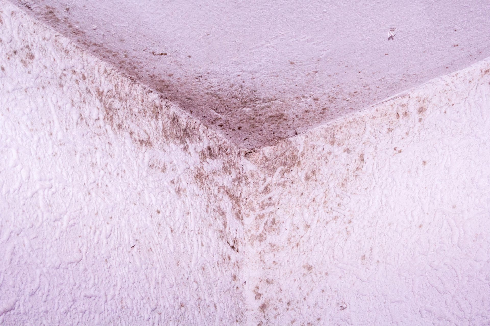 Schimmelpilzsporen befallen im Haus die verschiedensten Stellen; hier an den Innenwänden: Tapeten und Decke in Zimmerecken. Aber auch Fugen im Badezimmer, Wandoberflächen hinter Möbeln und generell Kellerräume sind oft betroffene Orte von Schimmelproblemen. (© Steven Stückler / stock.adobe.com) Schimmelpilzsporen befallen im Haus die verschiedensten Stellen; hier an den Innenwänden: Tapeten und Decke in Zimmerecken. Aber auch Fugen im Badezimmer, Wandoberflächen hinter Möbeln und generell Kellerräume sind oft betroffene Orte von Schimmelproblemen. (© Steven Stückler / stock.adobe.com)