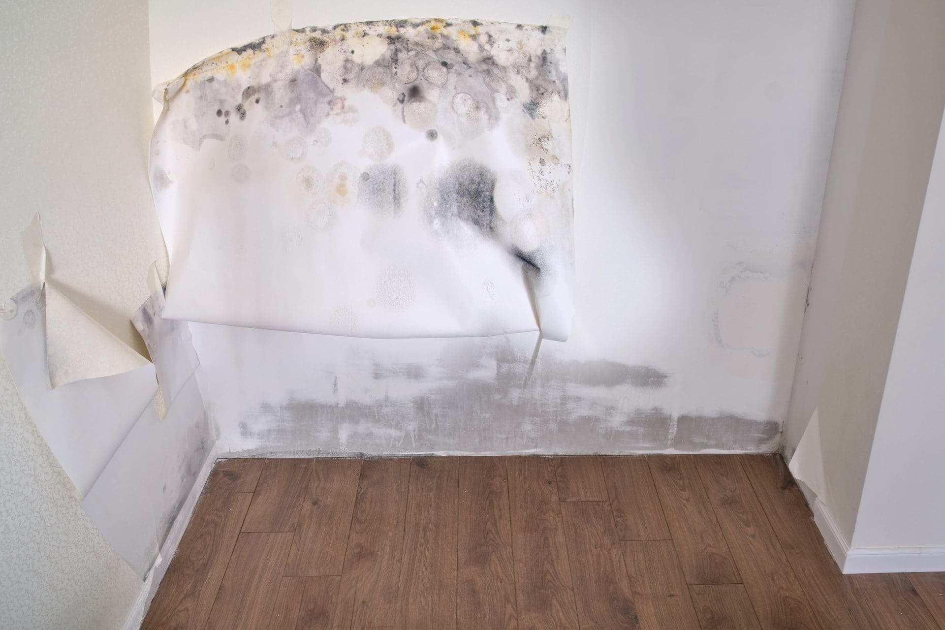 Verschimmelte Wand und Tapete - was kann ich tun?! (© stock.adobe.com)