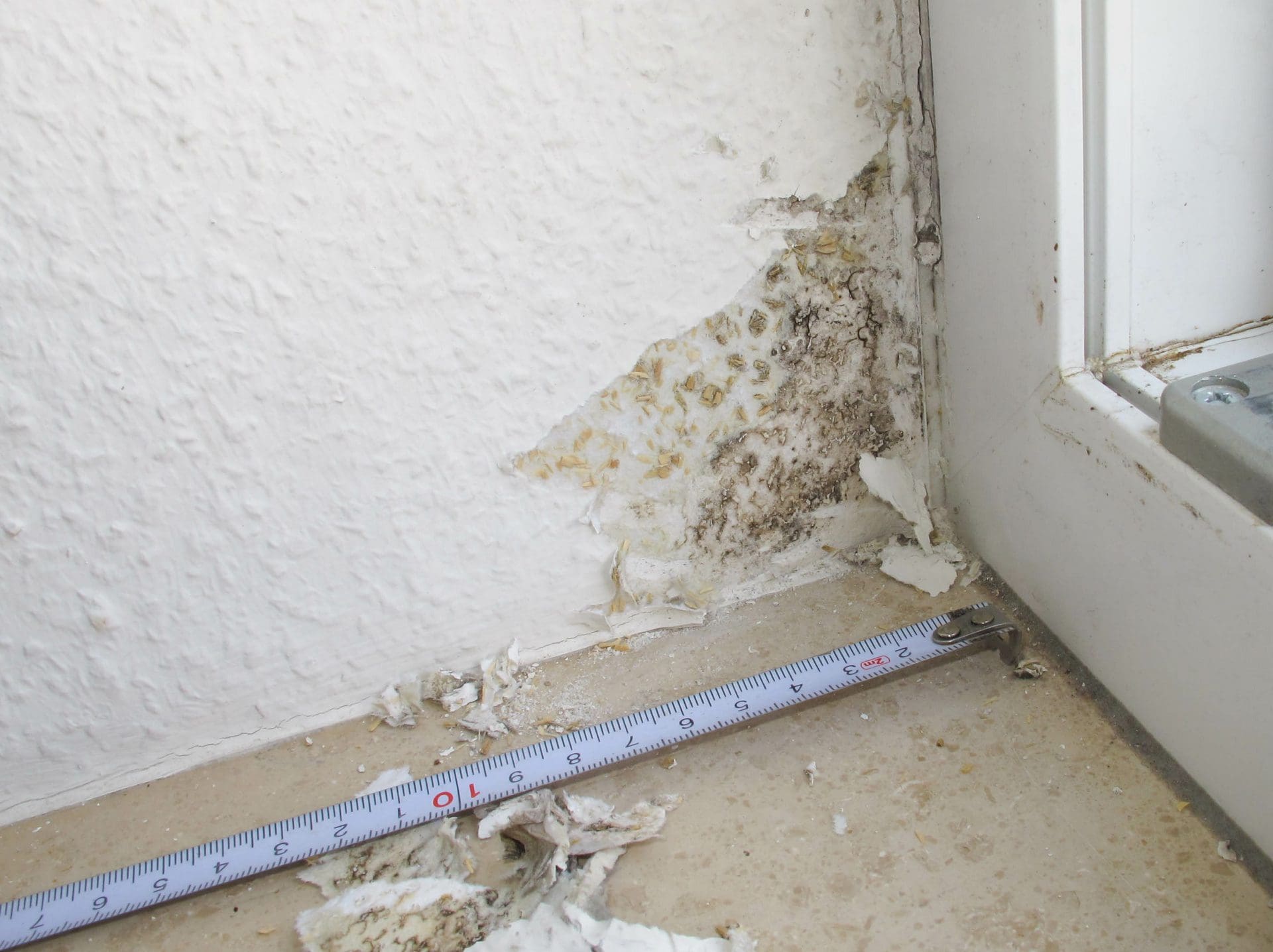 Schimmelbefall an der Wand in der Wohnung, nähe Fenster - Wie entfernen / beseitigen?! (© Dieter Pregizer / stock.adobe.com)
