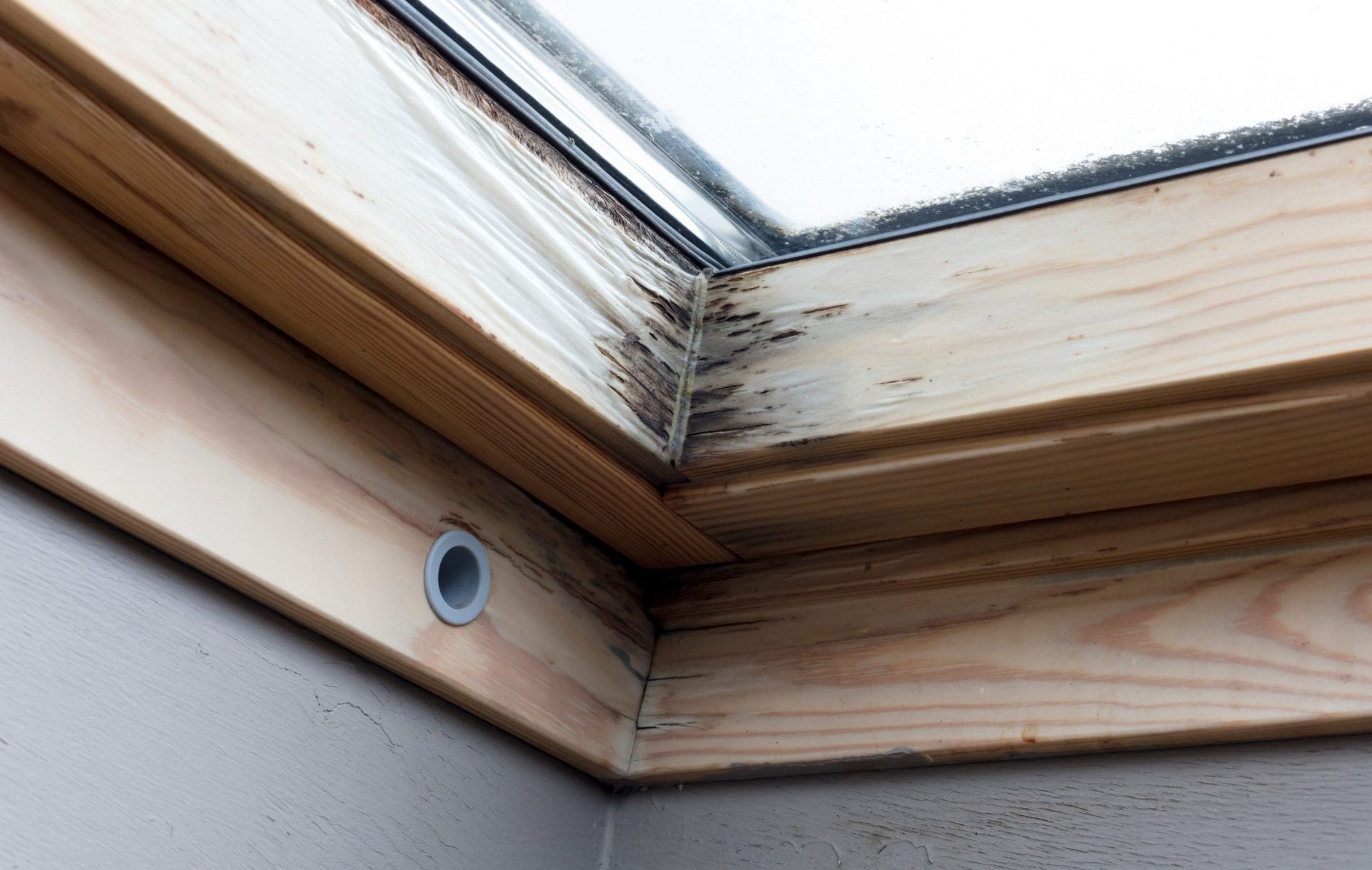 Holzfenster | Fensterrahmen von eindringendem Wasser und/oder Kondenswasser aufgequollen; erste Schimmelbildung (© michaklootwijk / stock.adobe.com)
