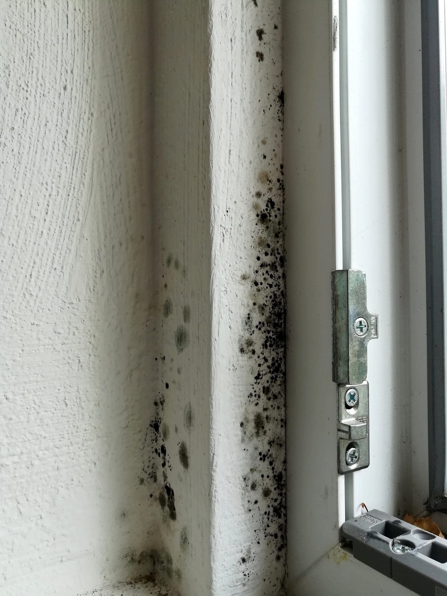 Schimmelbildung! - Ein Befall mit Schimmelpilzen wie hier an der Fenster-Wand ist keine Lappalie für Ihre Gesundheit! Die Schimmelsporen sind gefährlich, und Sie oder der Vermieter sollten sich umgehend um eine Schimmelsanierung kümmern! (© TwilightArtPictures / stock.adobe.com)