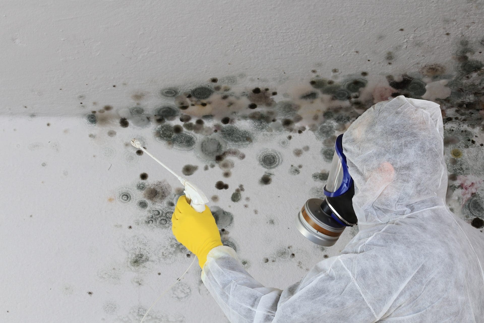 Schimmelsporen abtöten | Experten achten bei der Schimmelbeseitigung darauf, möglichst wenig Sporen einzuatmen (© RioPatuca Images / stock.adobe.com)