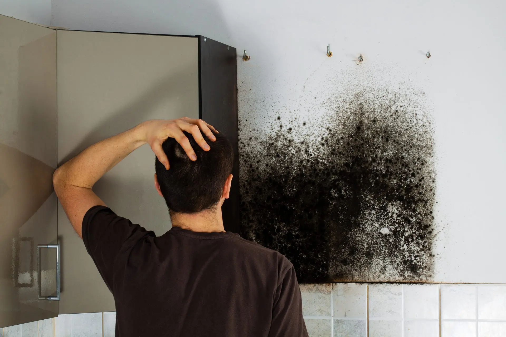 Schwarzschimmel entfernen | So lässt sich schwarzer Schimmel beseitigen (© cegli / stock.adobe.com) Schwarzschimmel entfernen | So lässt sich schwarzer Schimmel beseitigen (© cegli / stock.adobe.com)