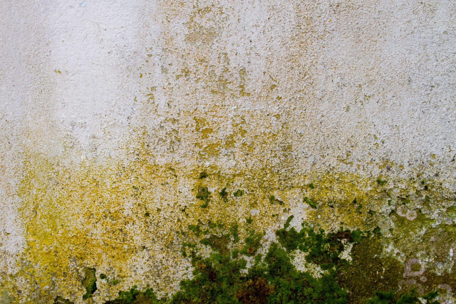 Algen, Moos und grüner / gelber Schimmel an der Wand (© jessicahyde / stock.adobe.com)