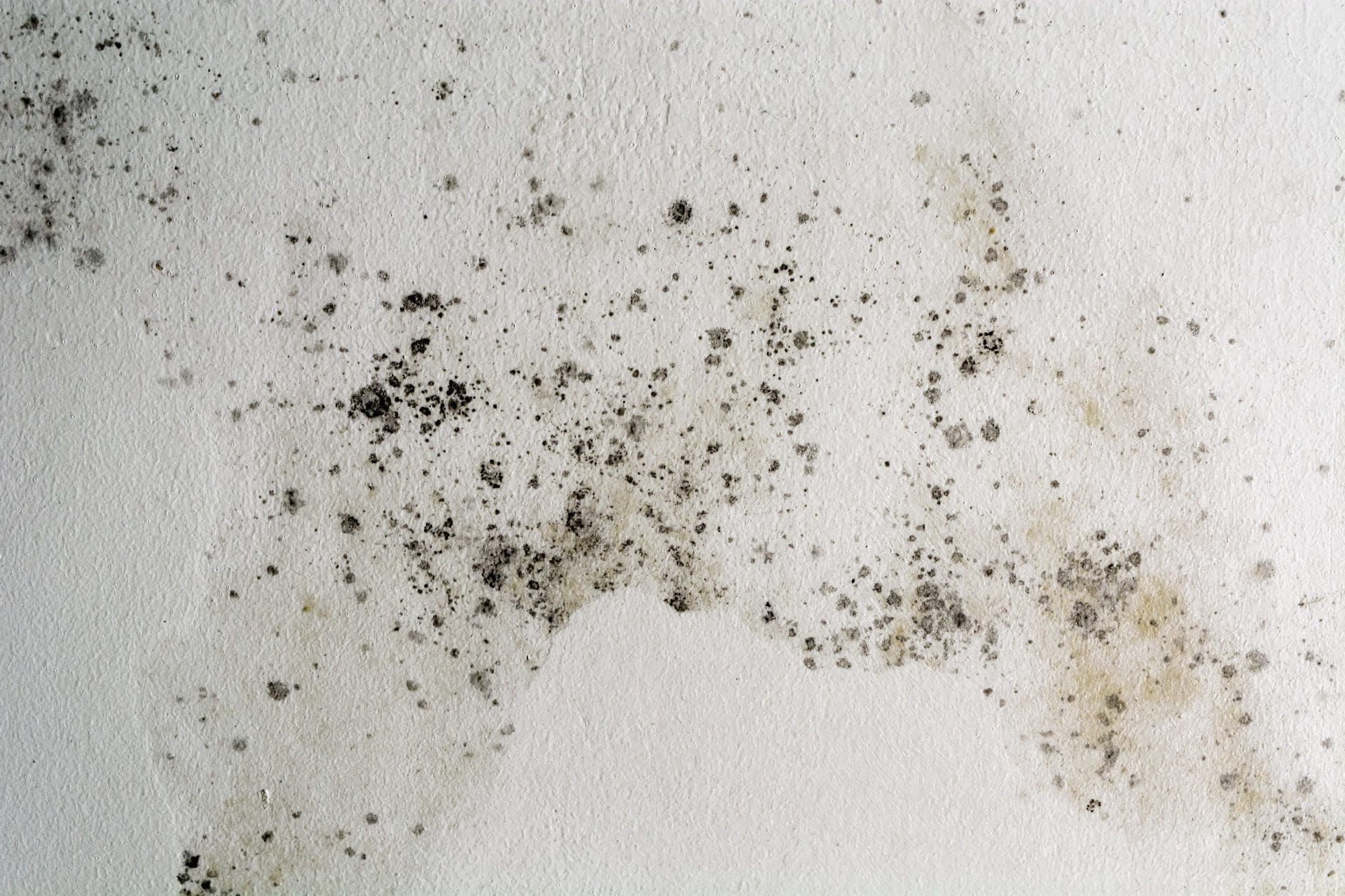 Wandschimmel entfernen - hier: grüner und schwarzer Schimmel an der Wand (© Theodor Negru / stock.adobe.com) Wandschimmel entfernen - hier: grüner und schwarzer Schimmel an der Wand (© Theodor Negru / stock.adobe.com)