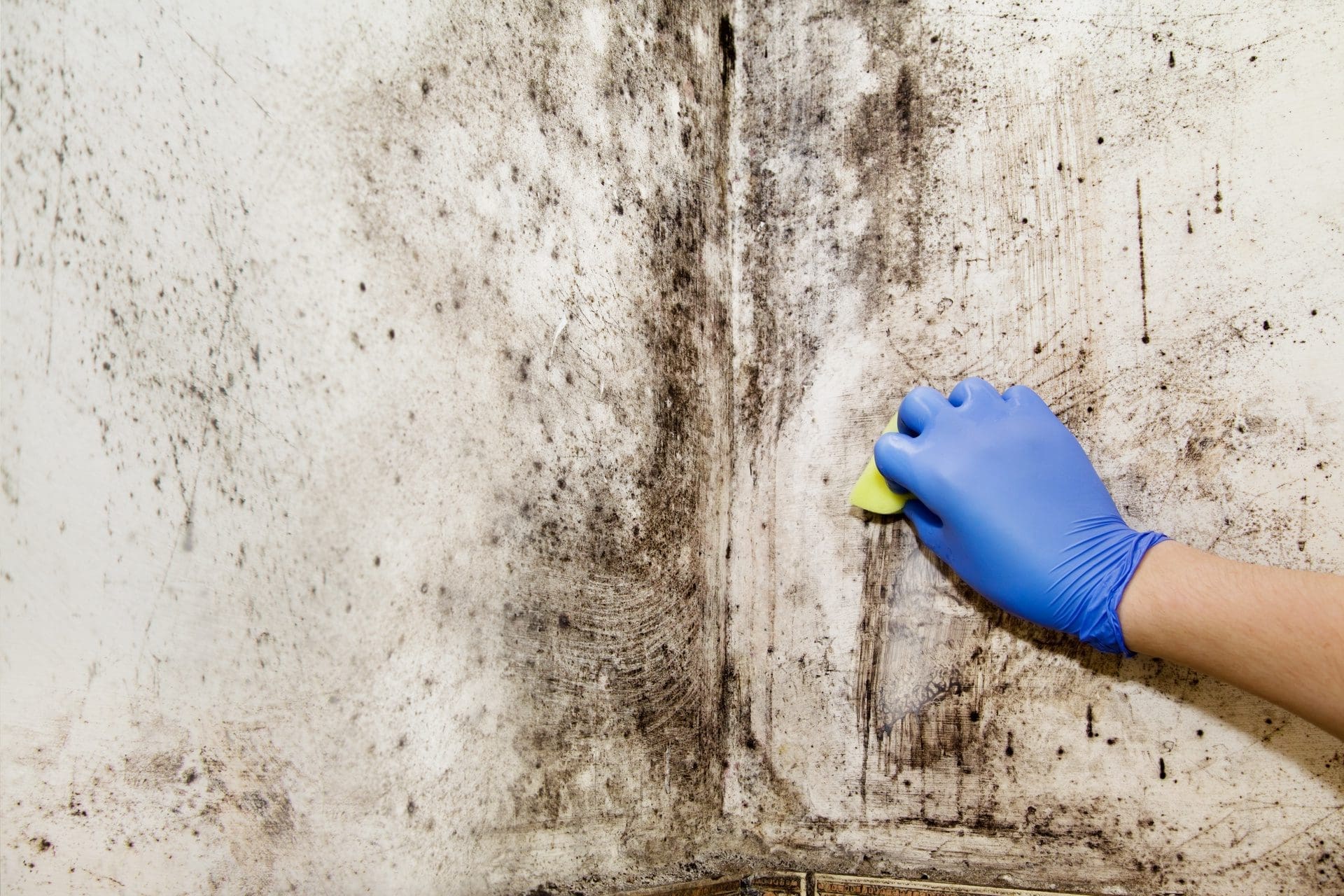 Schimmel an der Wand - Vorbeugung und Beseitigung